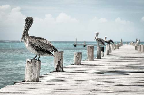 bird gray-and-white birds on wooden sea dock at daytime ocean