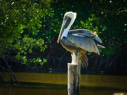bird gray and white pelican perched on wooden post pelican