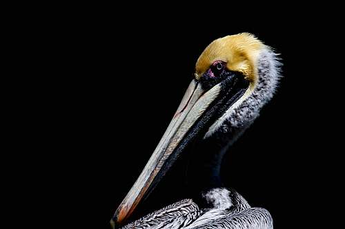 bird gray and yellow bird pelican