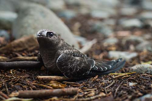 bird gray beakless bird on ground rocks