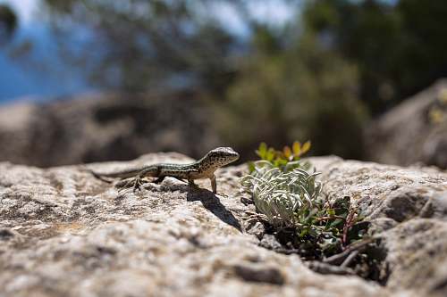 lizard gray bearded dragon photography reptile