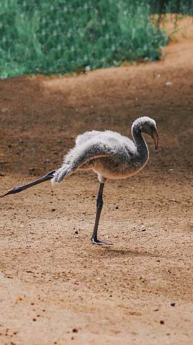 bird gray bird ground