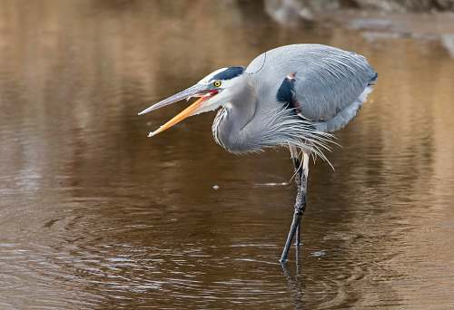bird gray bird on body of water during daytime heron