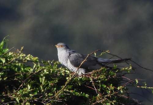 bird gray bird on tree accipiter