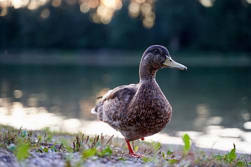 bird gray duck on selective focus photography duck