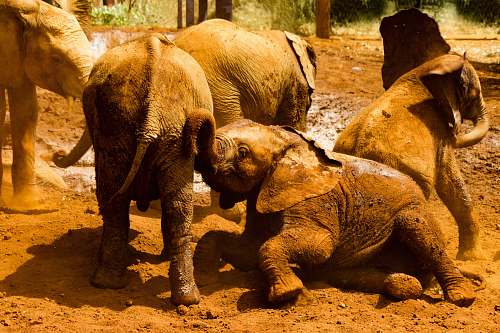 wildlife gray elephants on brown sand elephant