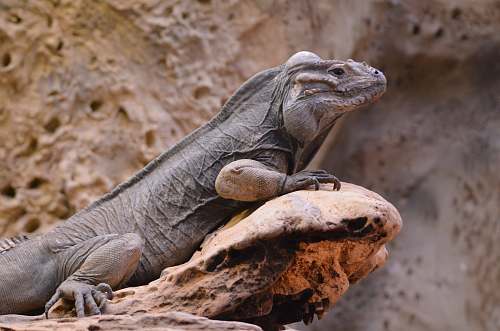 iguana gray iguana lizard