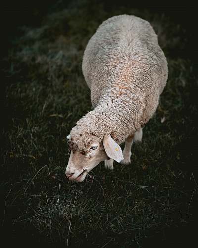 mammal gray sheep eating grass sheep