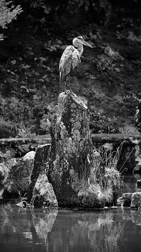 black-and-white grayscale photo of bird on rock bird