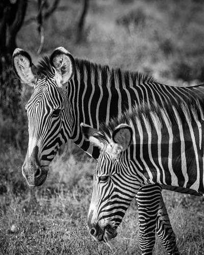 black-and-white grayscale photo of zebras zebra