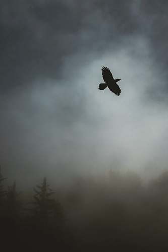 bird grayscale photography of bird flying in the sky grey