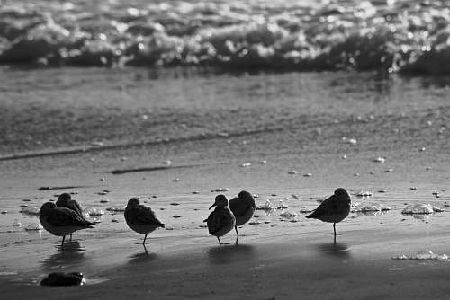 bird grayscale photography of birds on shore black-and-white