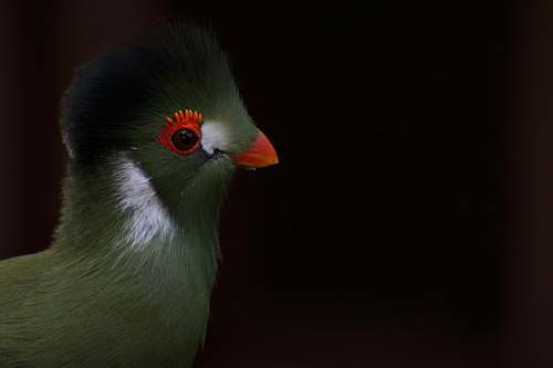 bird green and white bird beak