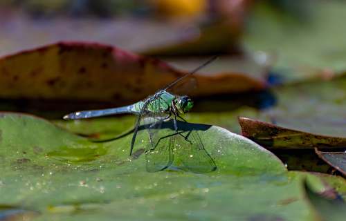 insect green dragonfly invertebrate