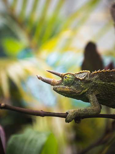 lizard green frog reptile