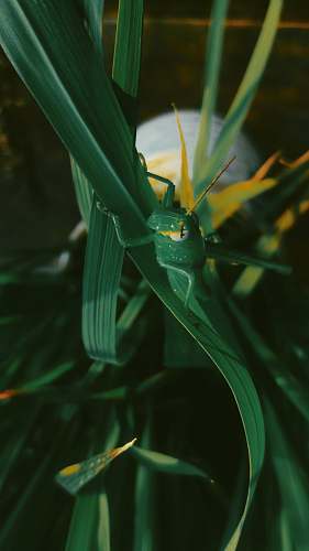 invertebrate green grasshopper cricket insect