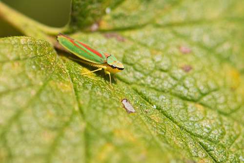leaf green grasshopper on leaf plant