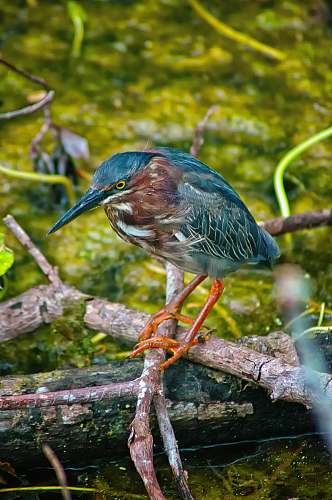 bird green heron perches on tree branch waterfowl