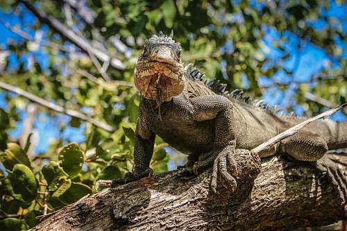 iguana green iguana lizard