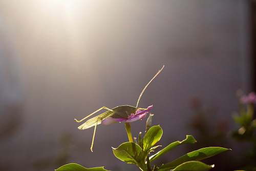 insect green katydid perching on flower during daytime invertebrate