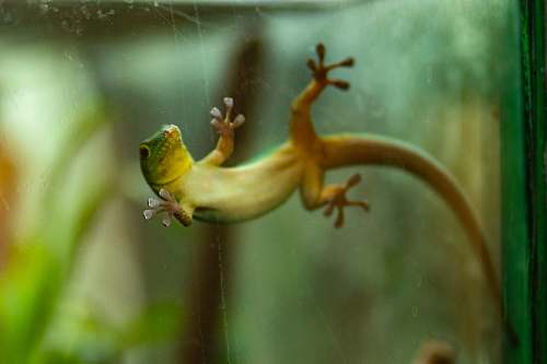 lizard green lizard on clear glass panel reptile