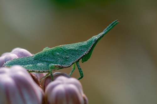 lizard green praying mantis close-up photography reptile