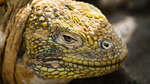 iguana green reptile animal lizard