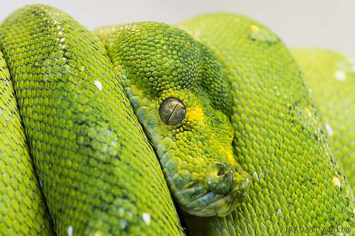 reptile green snake on focus photography snake