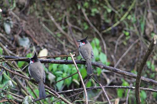 bird grey and white bird jay