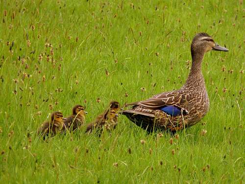 bird grey duck and duckling on green grass waterfowl