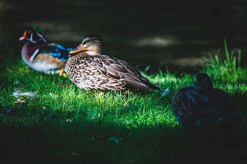 bird grey ducks on green grass waterfowl