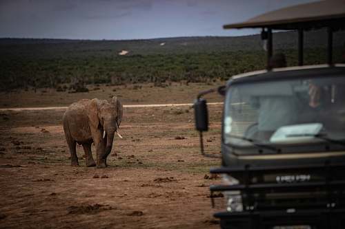 mammal grey elephant beside black vehicle during daytime elephant