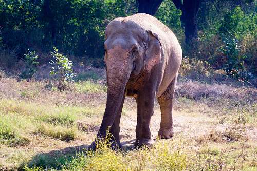mammal grey elephant close-up photography elephant