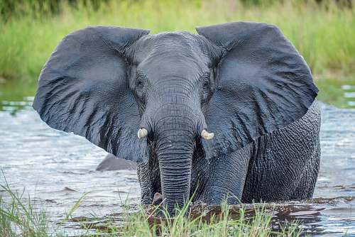 mammal grey elephant in water elephant
