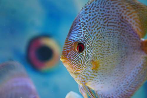 fish grey flat fish angelfish