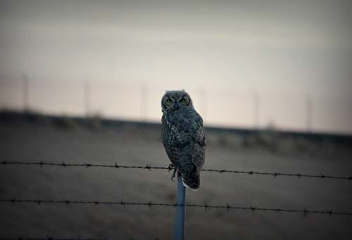 bird grey owl on fence grey