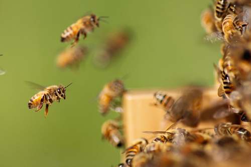 bee group of bee honey bee