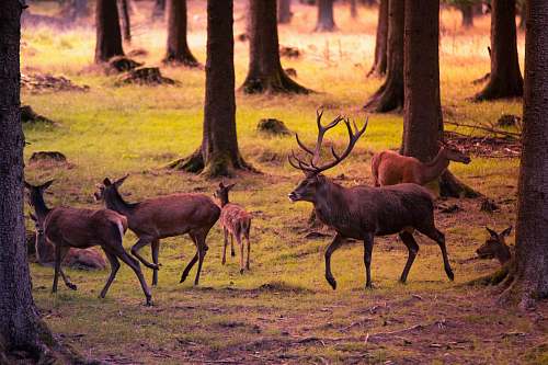 wildlife group of deer on grass and tree covered field deer