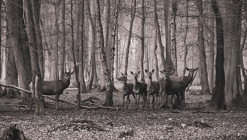 grey group of doe on forest deer
