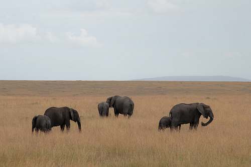 elephant group of elephants on brown grass fie;d wildlife