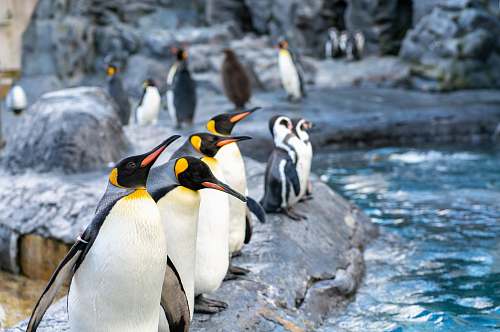 bird group of penguin penguin