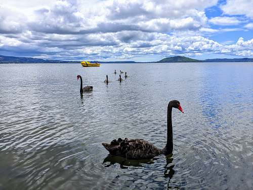bird group of swans dipped in body of water waterfowl