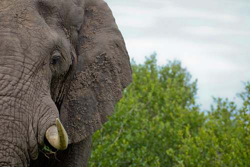 wildlife half-face of gray elephant closeup photography elephant