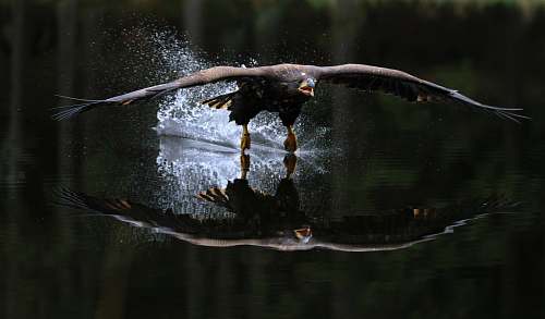 bird hawk flying over water eagle