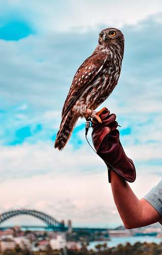 bird hawk on person's hand buzzard