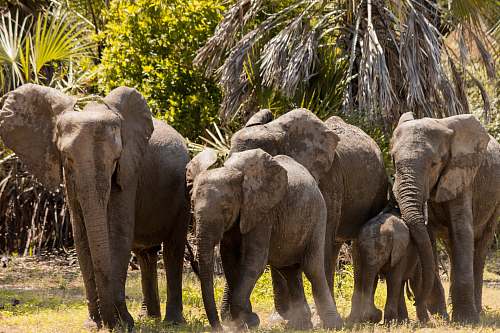 mammal herd of elephants near trees during daytime elephant