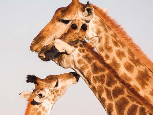 wildlife herd of Giraffe's giraffe