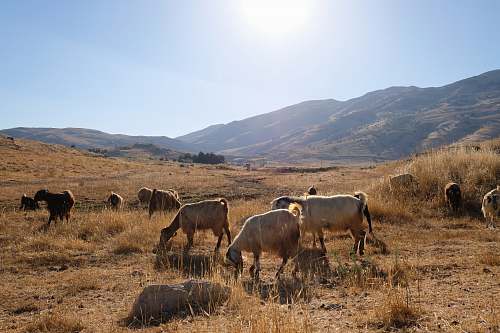 cattle herd of goat eating grasses cow