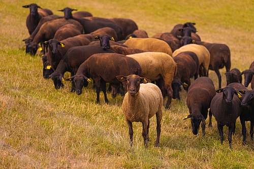 mammal herd of goat sheep