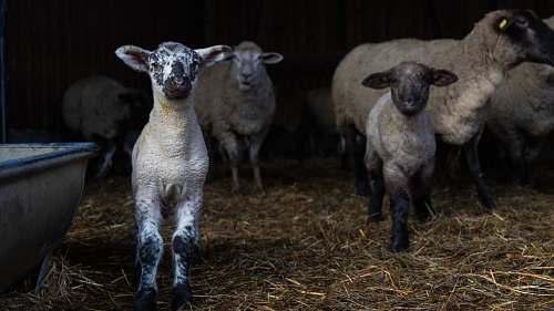 mammal herd of sheep sheep
